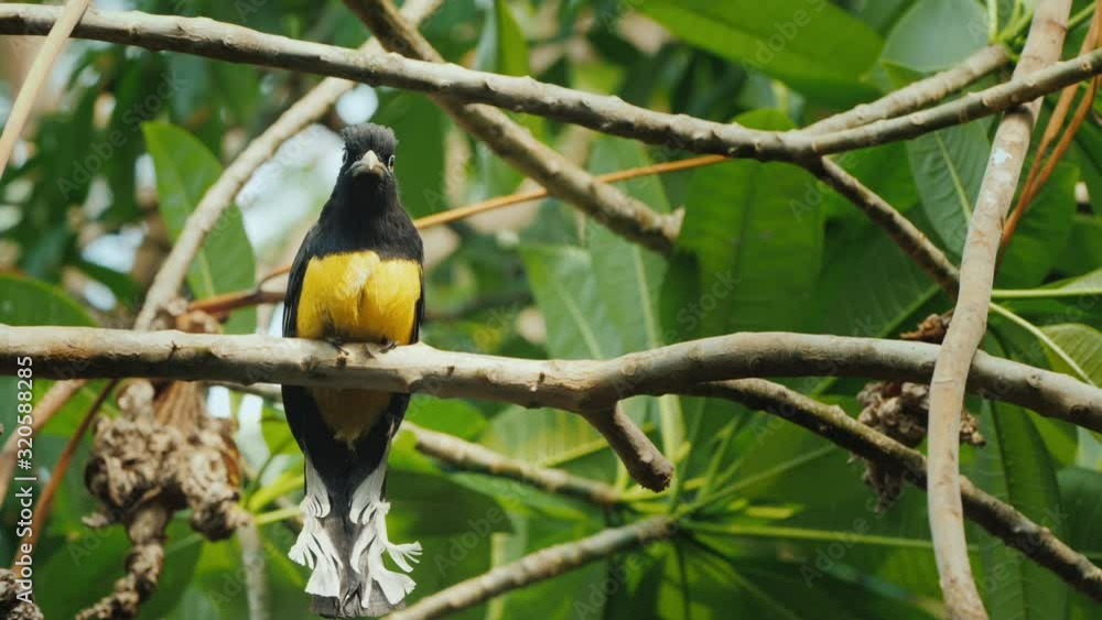 Yellow black colors Motley black-headed trogon is a species of bird in the family Trogonidae. Yellow black colors Motley black-headed trogon is a species of bird in the family Trogonidae.