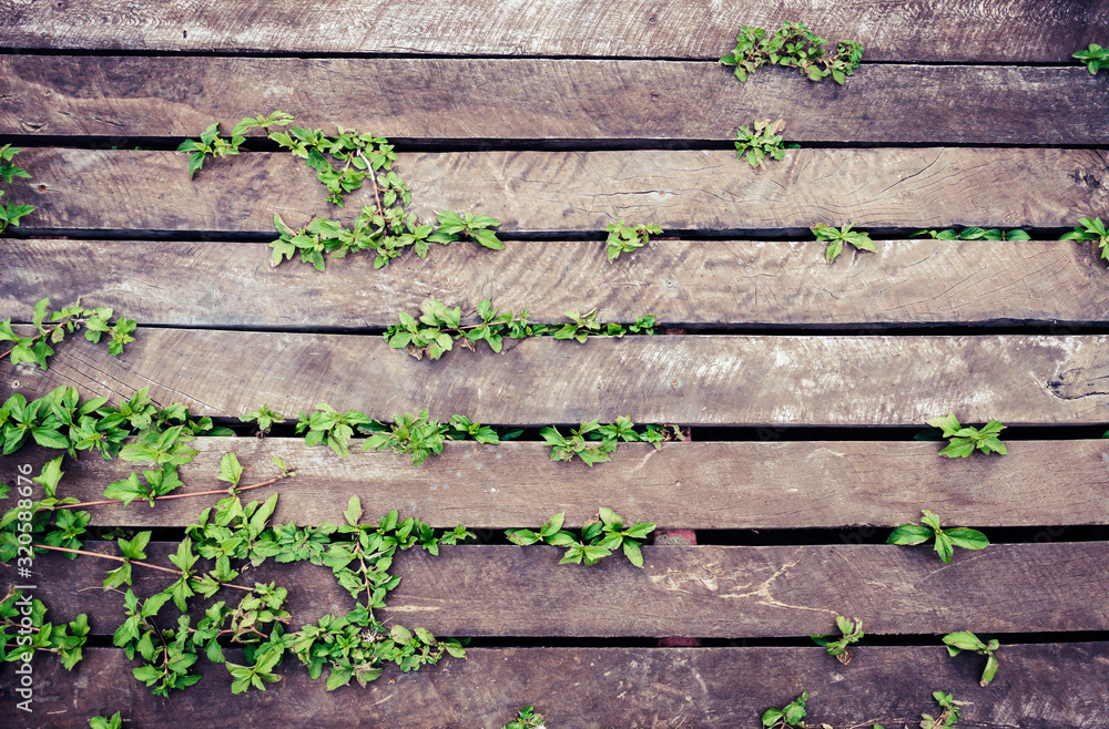 Wooden floor with green vine in the top view for background design Wooden floor with green vine in the top view for background design