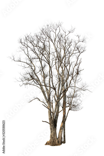set of trees without leaves isolated on white background
