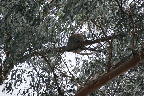 Photography Wild koala on an eucalyptus, Kennett River, Great Ocean Road