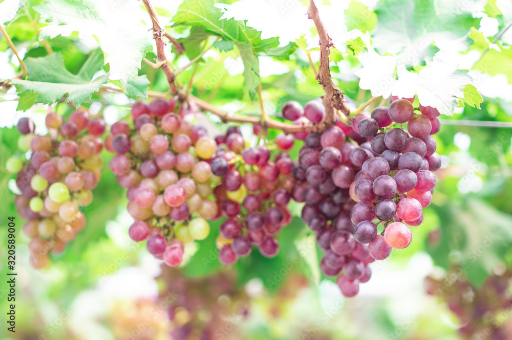 Bunches of ripe grapes (Rosada) of the vineyard in greenhouse farm