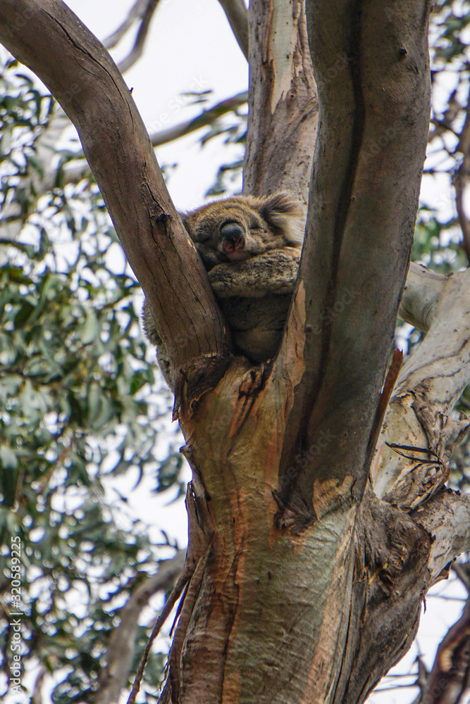 Wild koala on an eucalyptus, Kennett River, Great Ocean Road Wild koala on an eucalyptus, Kennett River, Great Ocean Road