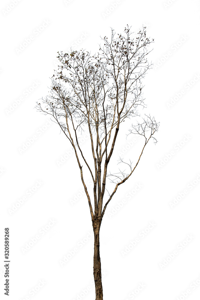 Fototapeta premium set of trees without leaves isolated on white background