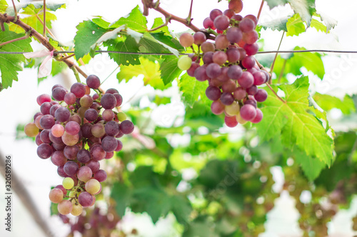 Wallpaper Mural Bunches of ripe grapes (Rosada) of the vineyard in greenhouse farm Torontodigital.ca
