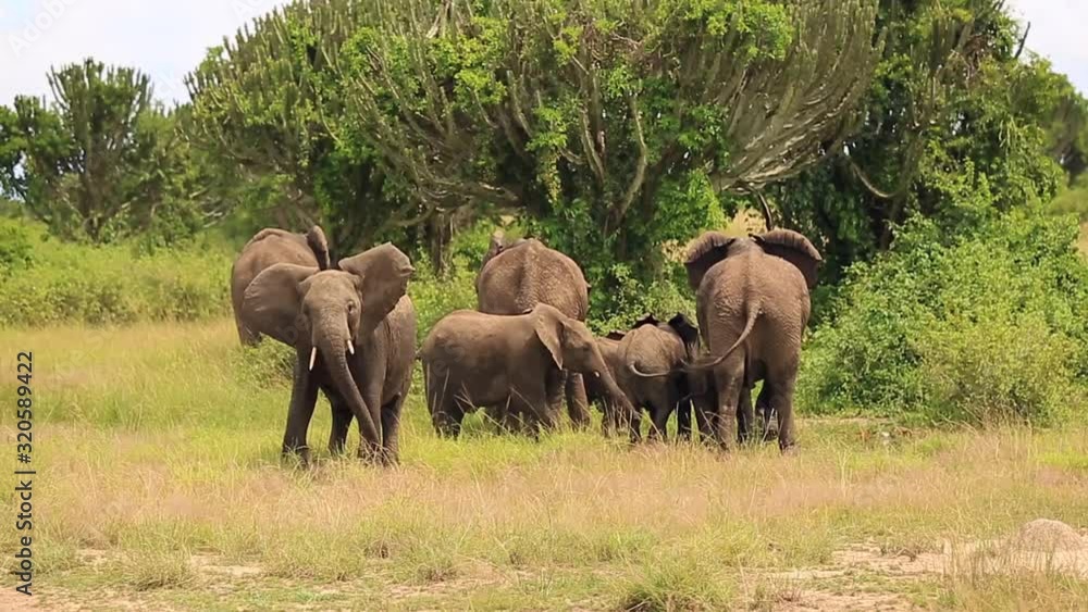 The elephant trumpets and protects two elephants with three small elephants The elephant trumpets and protects two elephants with three small elephants