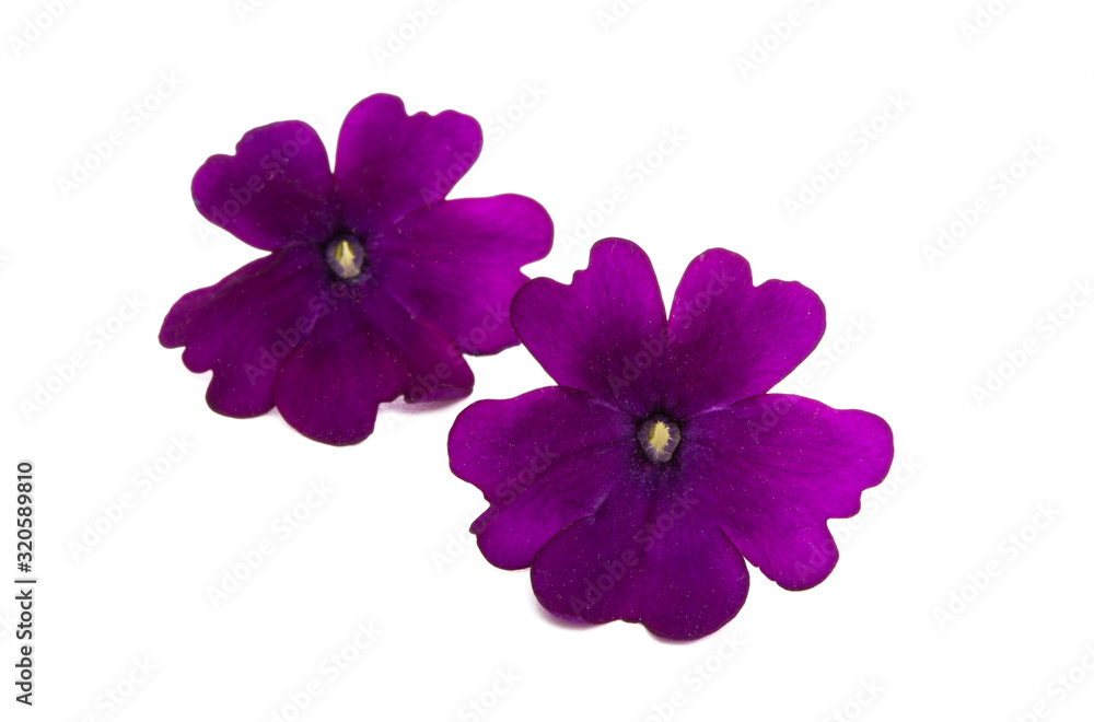 verbena flower isolated