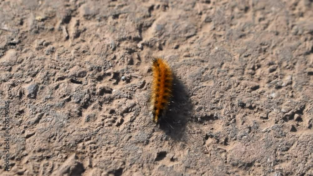 CATERPILLAR LARVA Woolly Worm Caterpillar Crawling Across Surface of asphalt Road CATERPILLAR LARVA Woolly Worm Caterpillar Crawling Across Surface of asphalt Road