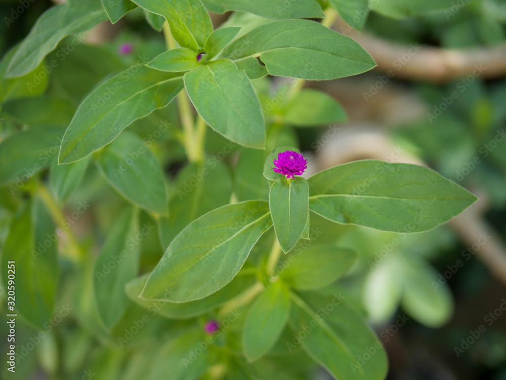 Purple flowers with a green leaves tree Purple flowers with a green leaves tree