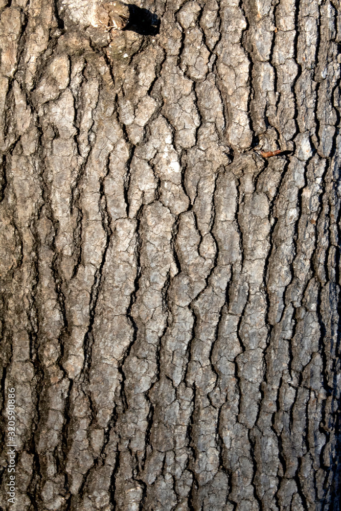 Tree Bark Textured Close Up