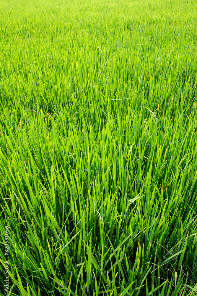 Close up green rice field background.