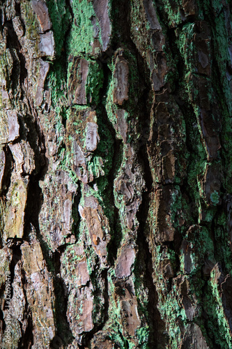 Loblolly pine bark section with green lichen and dramatic side lighting, contrast