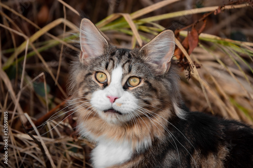 Katze Portrait Blick leicht nach oben vor Gras © SteveMC