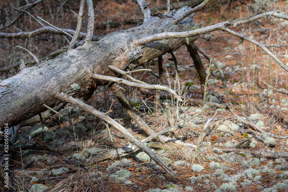 Fallen treen in pine forest with beautiful lighting and moss formations, needles Fallen treen in pine forest with beautiful lighting and moss formations, needles