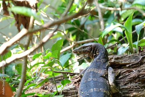 A tropical water monitor sitting on a timber beside a swamp with green nature area