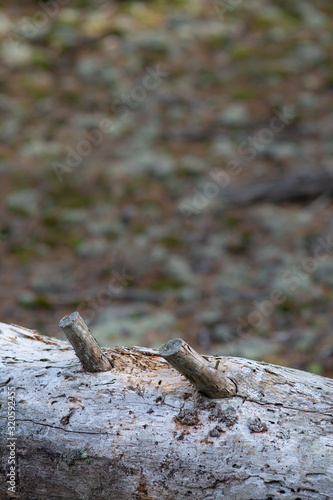 A section of smooth gray fallen log in sharp focus with soft focused dappled background in soft light