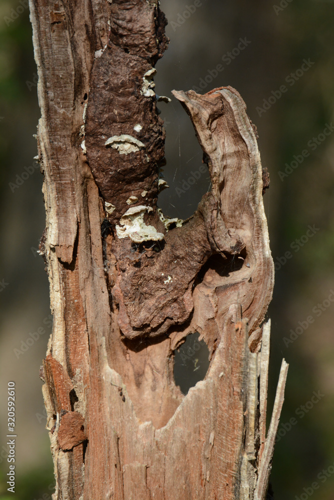 An old weathered tree eroding in the woods, close up An old weathered tree eroding in the woods, close up