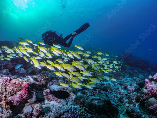 Photography coral reef scuba diving