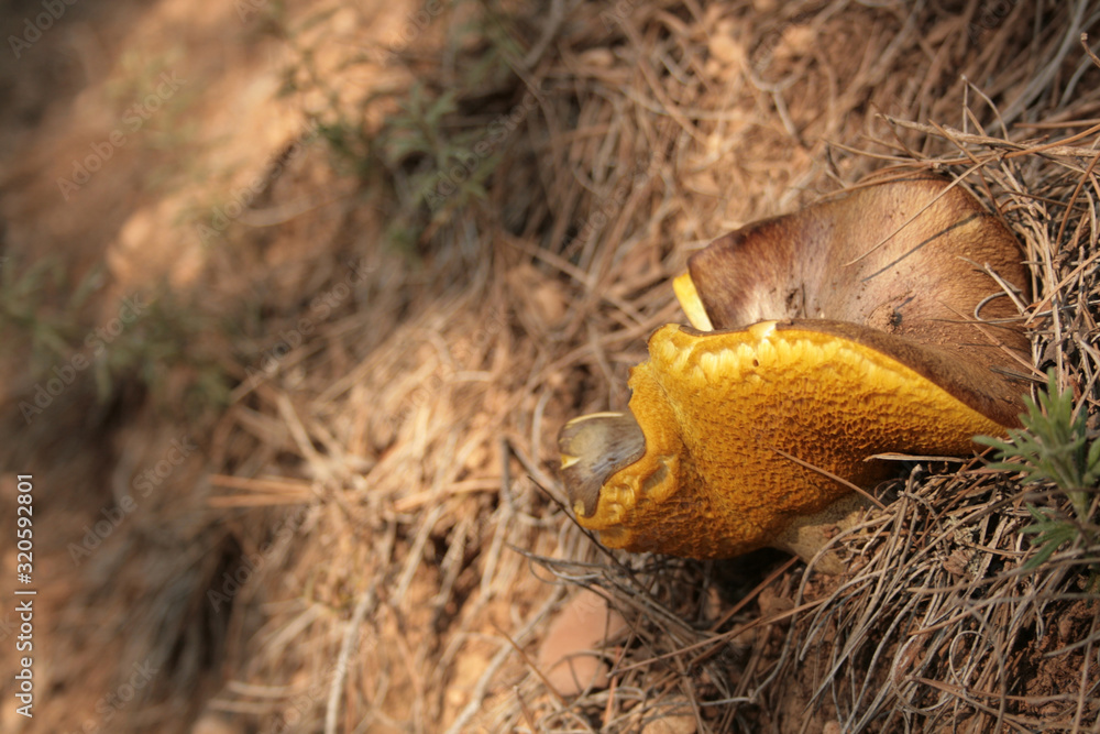Fototapeta premium HONGO AMARILLO 2