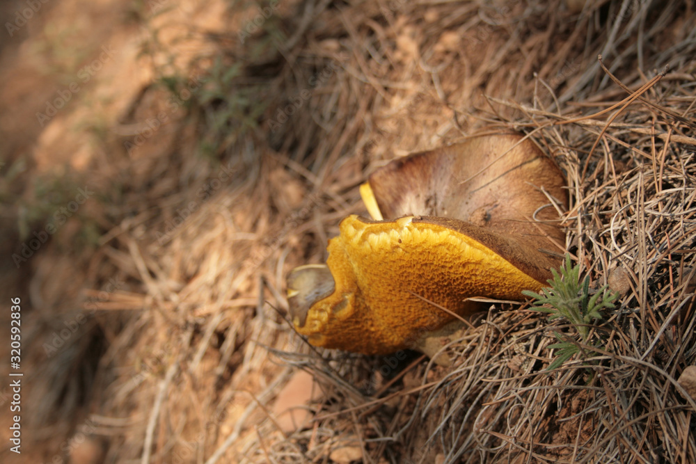 Obraz premium HONGO AMARILLO