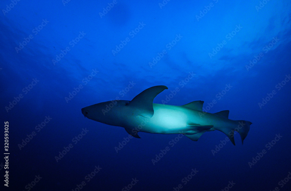 Requin aux Maldives