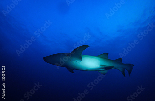 Requin aux Maldives © StormTrooper