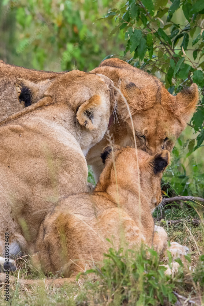 Naklejka premium Lion cuddling with each other