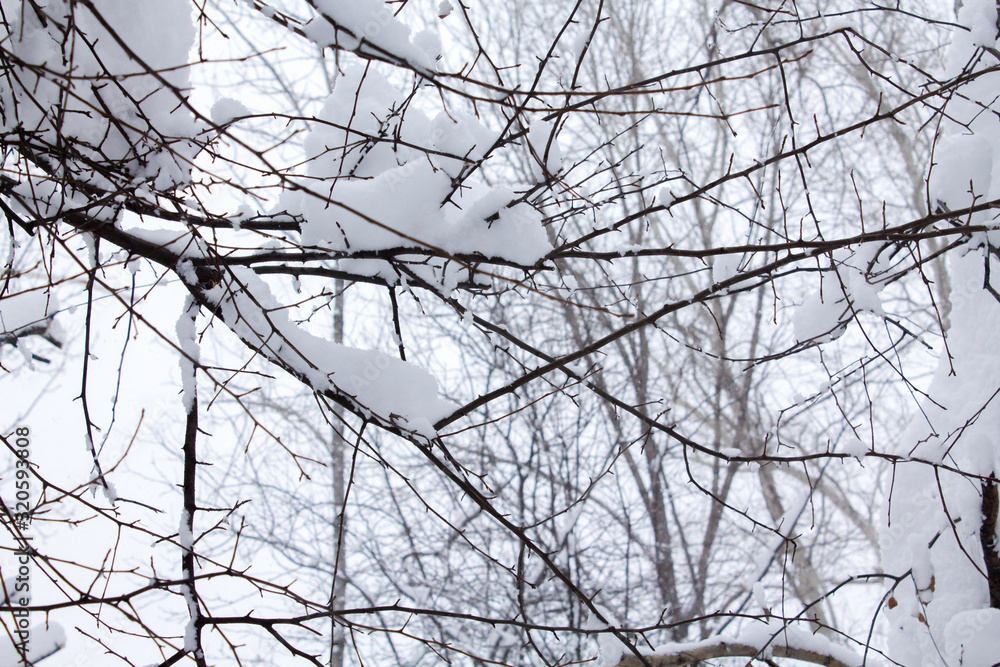 Winter branches of trees in hoarfrost on background snow and white sky Winter branches of trees in hoarfrost on background snow and white sky