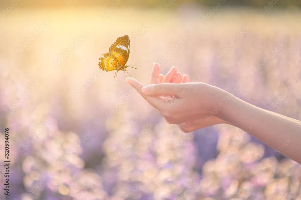 The girl frees the butterfly from the jar, golden blue moment Concept of freedom