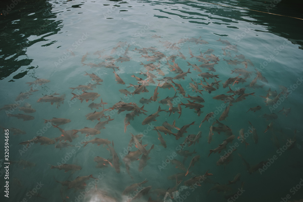shoal of fish shoal of fish