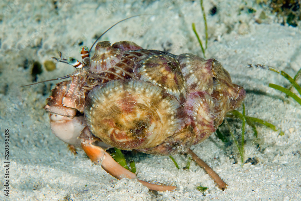 A hermit crab (Dardanus pedunculatus) has a symbiotic relationship with ...