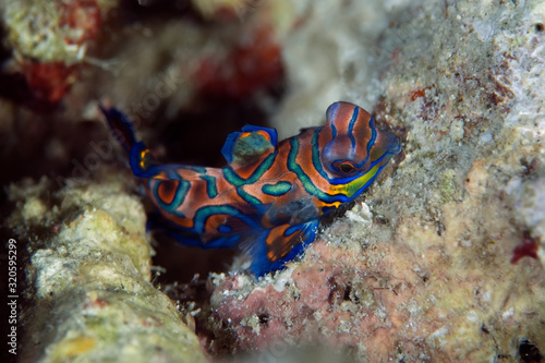 Mandarinfish (Synchiropus splendidus) are reef dwellers, preferring sheltered lagoons and inshore reefs. They are slow-moving creatures