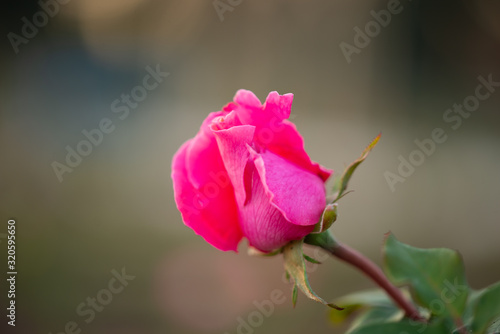 Colorful  beautiful  delicate pink rose in the garden  Beautiful pink roses garden in Islamabad city  Pakistan.