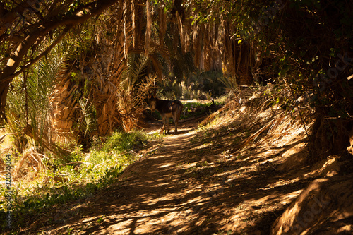 a footpath with a donkey