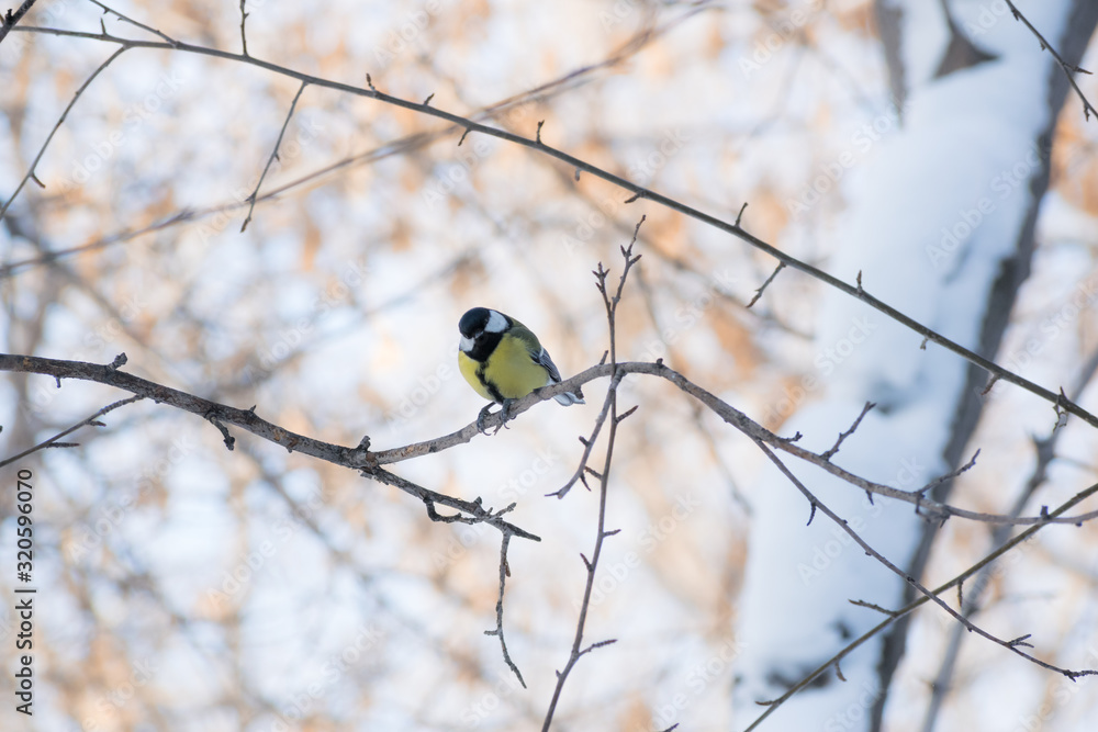 Cute bird tit sitting on branch Cute bird tit sitting on branch
