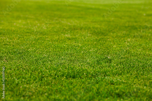 Green grass natural texture for design background
