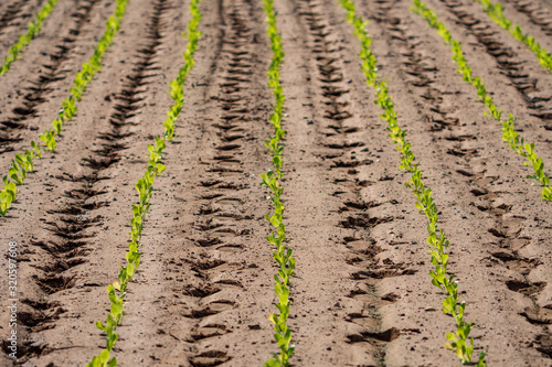 Ordered lettuce plantation with footprints on every furrow