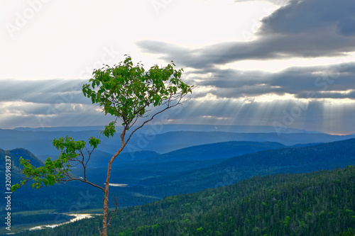 Paper Birch and Sunbeams Through Clouds along the Trans Canada Highway near Wiltondale, Newfoundland & Labrador, Canada.