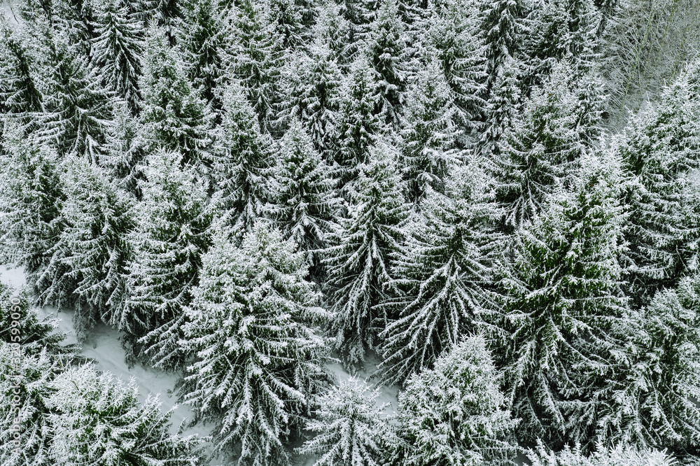 Aerial top view of snow covered trees in winter forest.