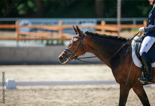 Horse dressage with rider stretches on the long rein after the test.. © RD-Fotografie