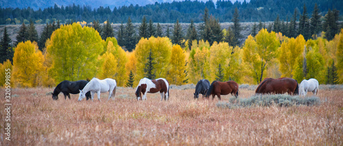 wild horses in an autumn landscape out west in wyoming