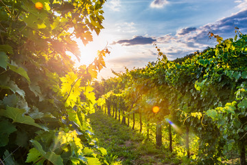 Decke mit Foto Weingarten Sonniger Weinberg im Vipava-Tal  © Mny-Jhee