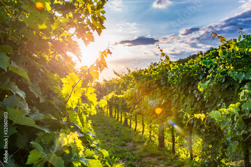 Sunny vineyard in Vipav photo