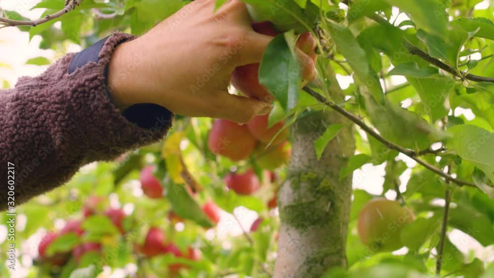 Female Hands picking Fresh Red Apple from the Tree Female Hands picking Fresh Red Apple from the Tree