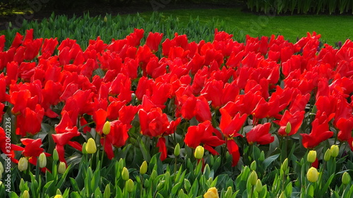 Stunnin g Red Tulip Bed in Holland photo