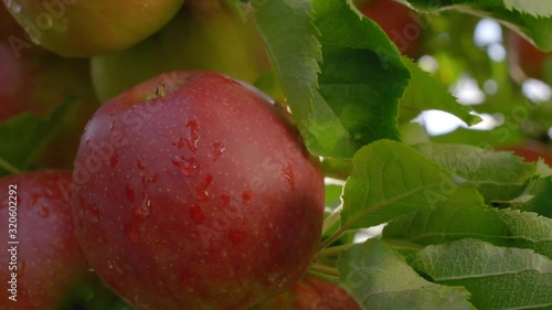Close Up Red Fresh Apple on Tree with Sun Leaking through Leaves 