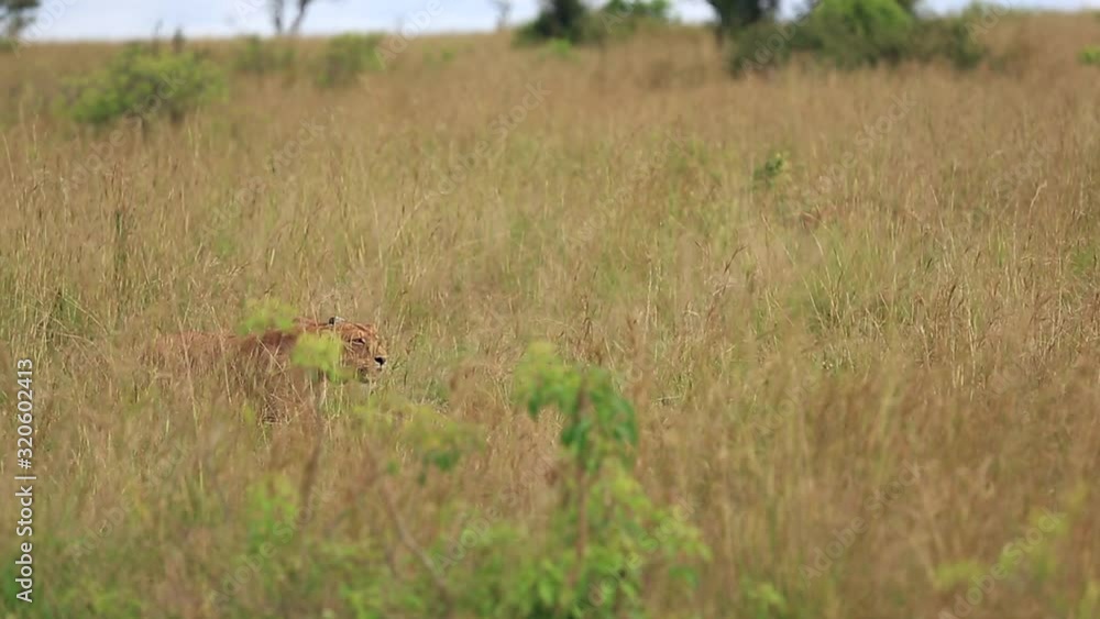 the lioness hunts in the African Savannah the lioness hunts in the African Savannah