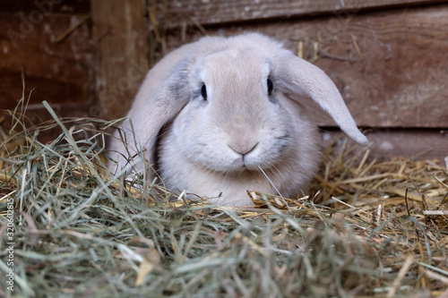 Vászonkép Fawn lop eared rabbit in wooden hutch wih fresh hay