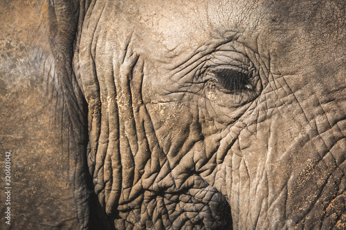 head of an elephant © Joefke