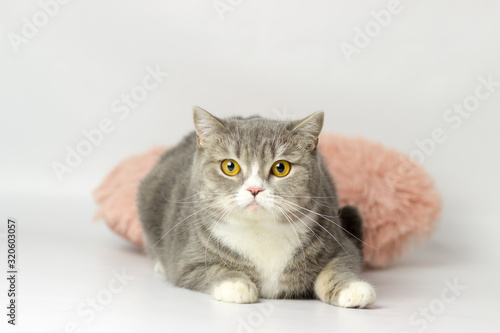 British shorthair female cat