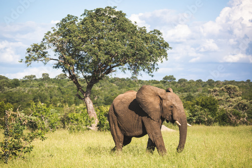 elephant in south africa